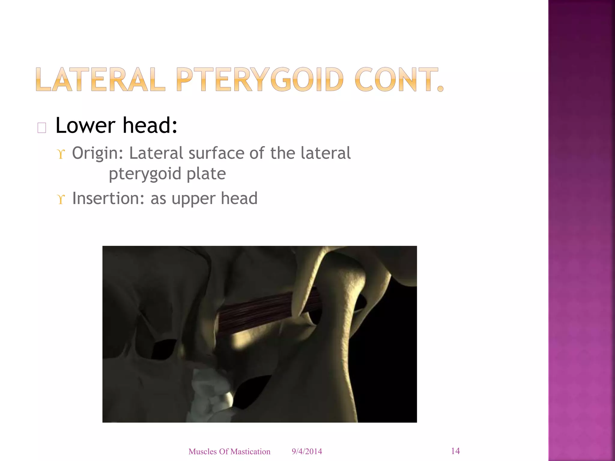  Lower head: 
 Origin: Lateral surface of the lateral 
pterygoid plate 
 Insertion: as upper head 
Muscles Of Mastication 9/4/2014 14 
 
