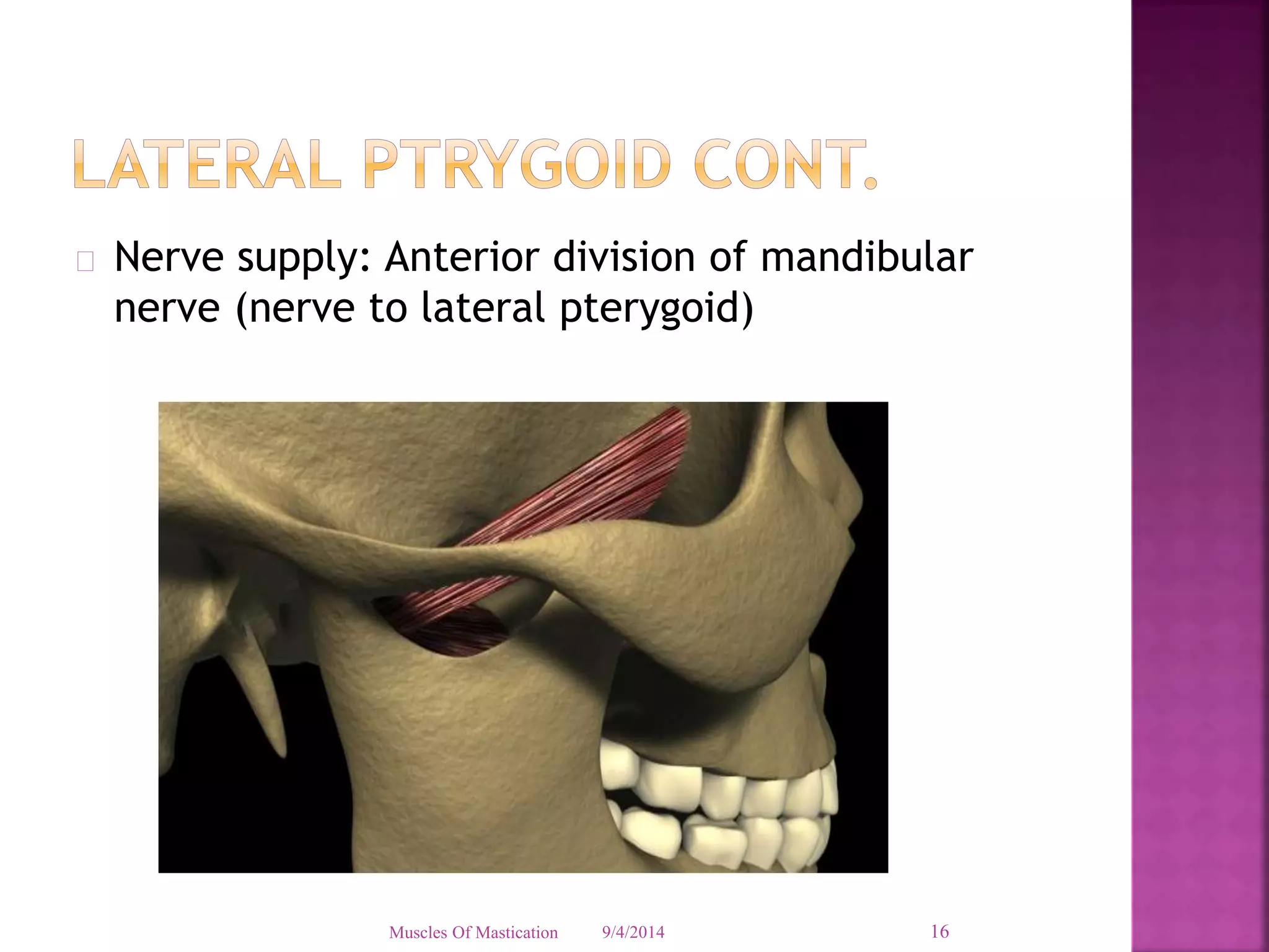  Nerve supply: Anterior division of mandibular 
nerve (nerve to lateral pterygoid) 
Muscles Of Mastication 9/4/2014 16 
 