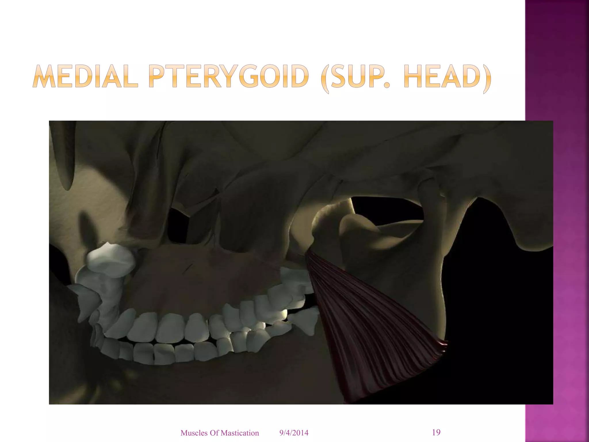 Muscles Of Mastication 9/4/2014 19 
 