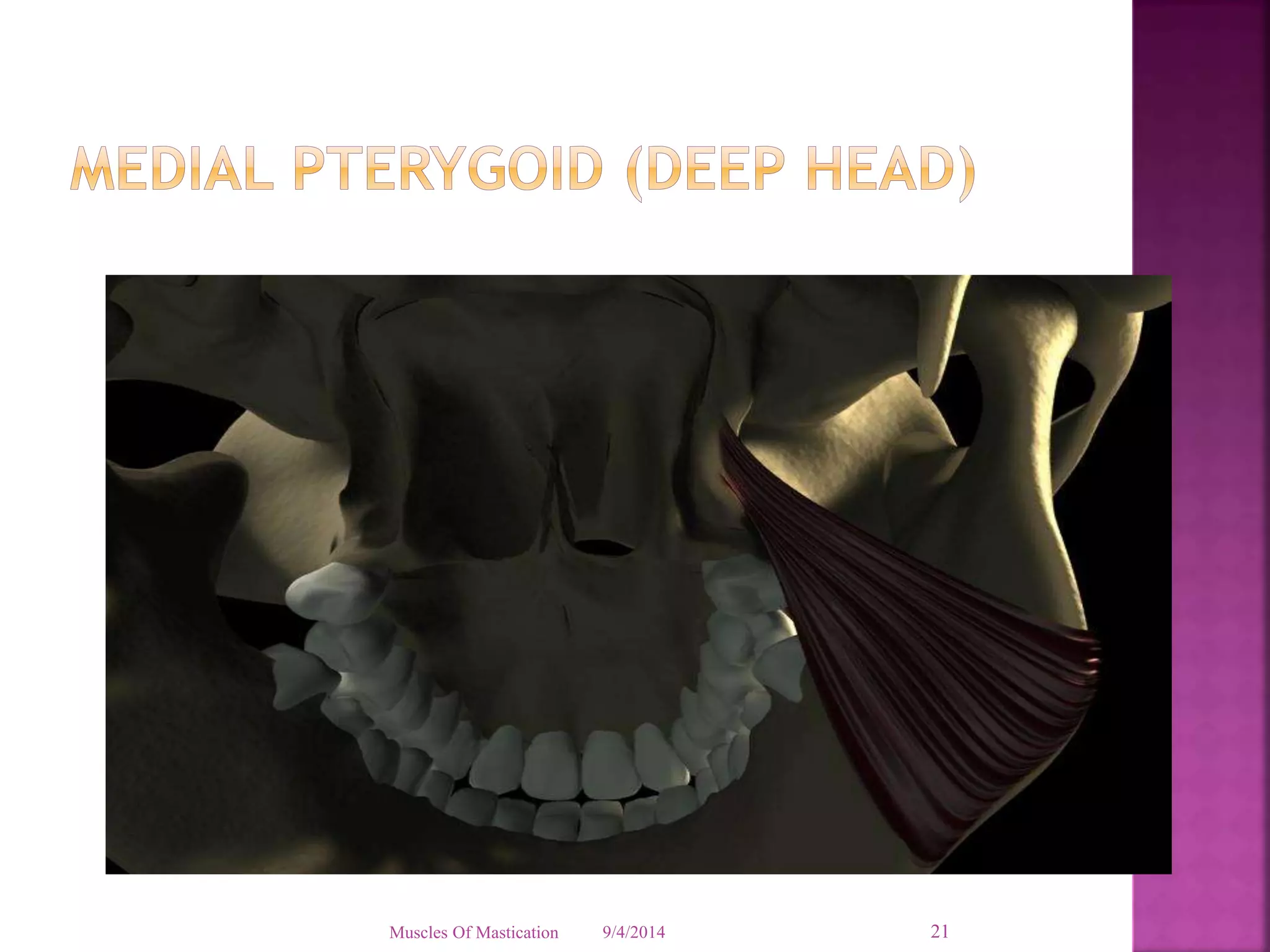 Muscles Of Mastication 9/4/2014 21 
 