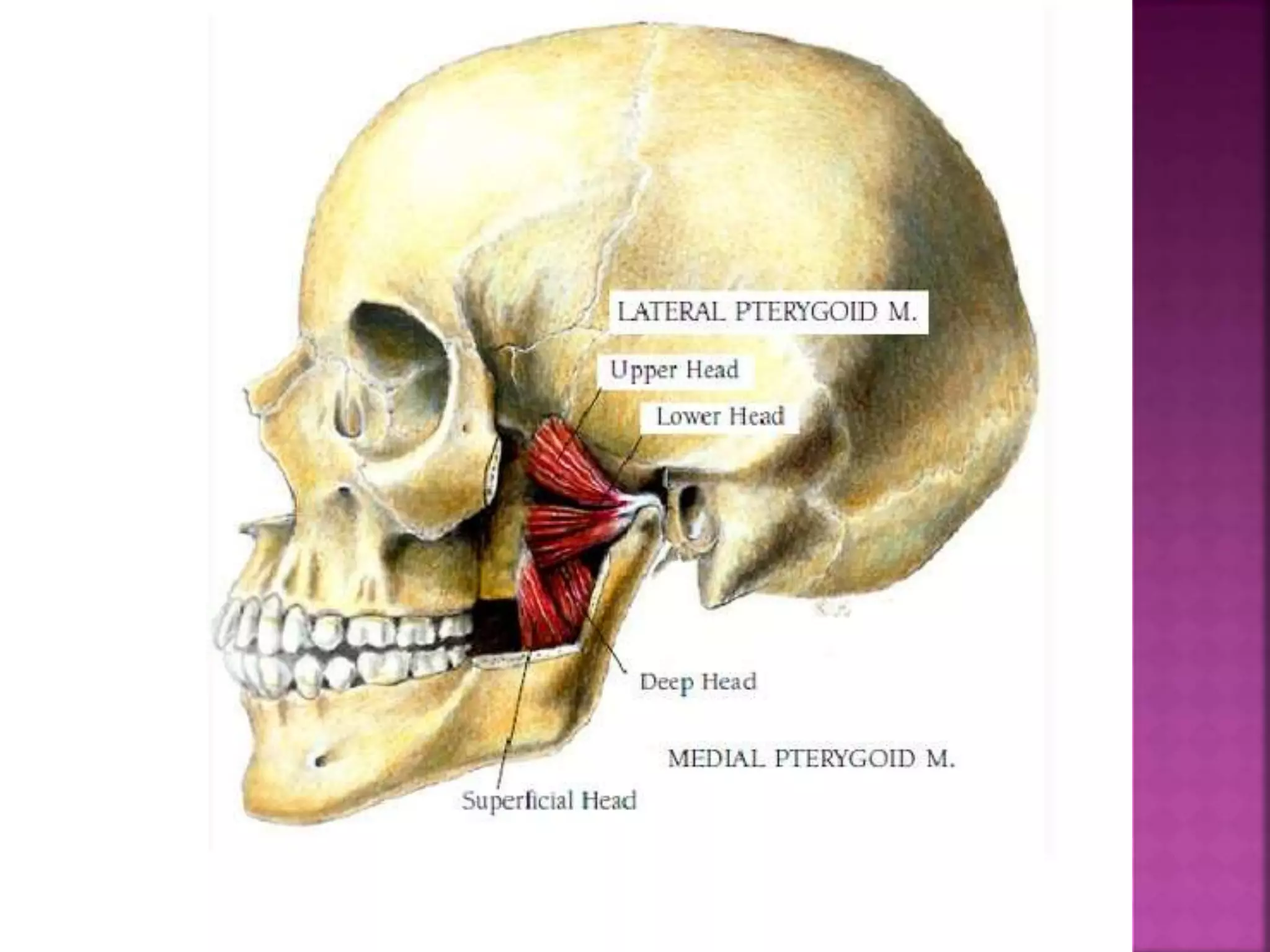 Muscles Of Mastication 9/4/2014 22 
 