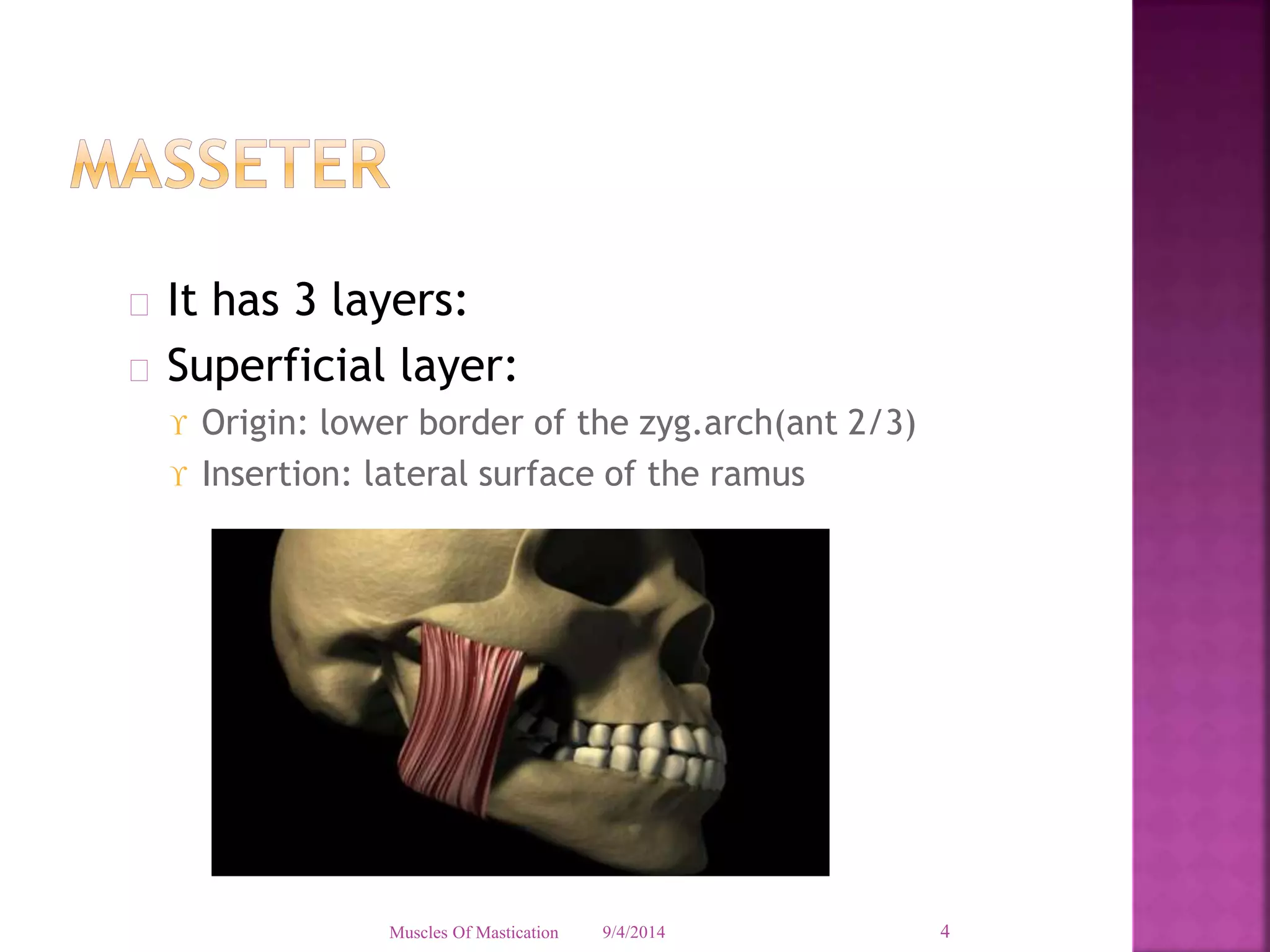  It has 3 layers: 
 Superficial layer: 
 Origin: lower border of the zyg.arch(ant 2/3) 
 Insertion: lateral surface of the ramus 
Muscles Of Mastication 9/4/2014 4 
 