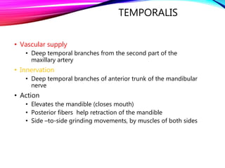 Temporal Movement Muscles of mastication | PPTX