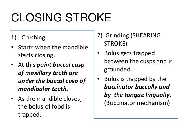 Muscles of mastication