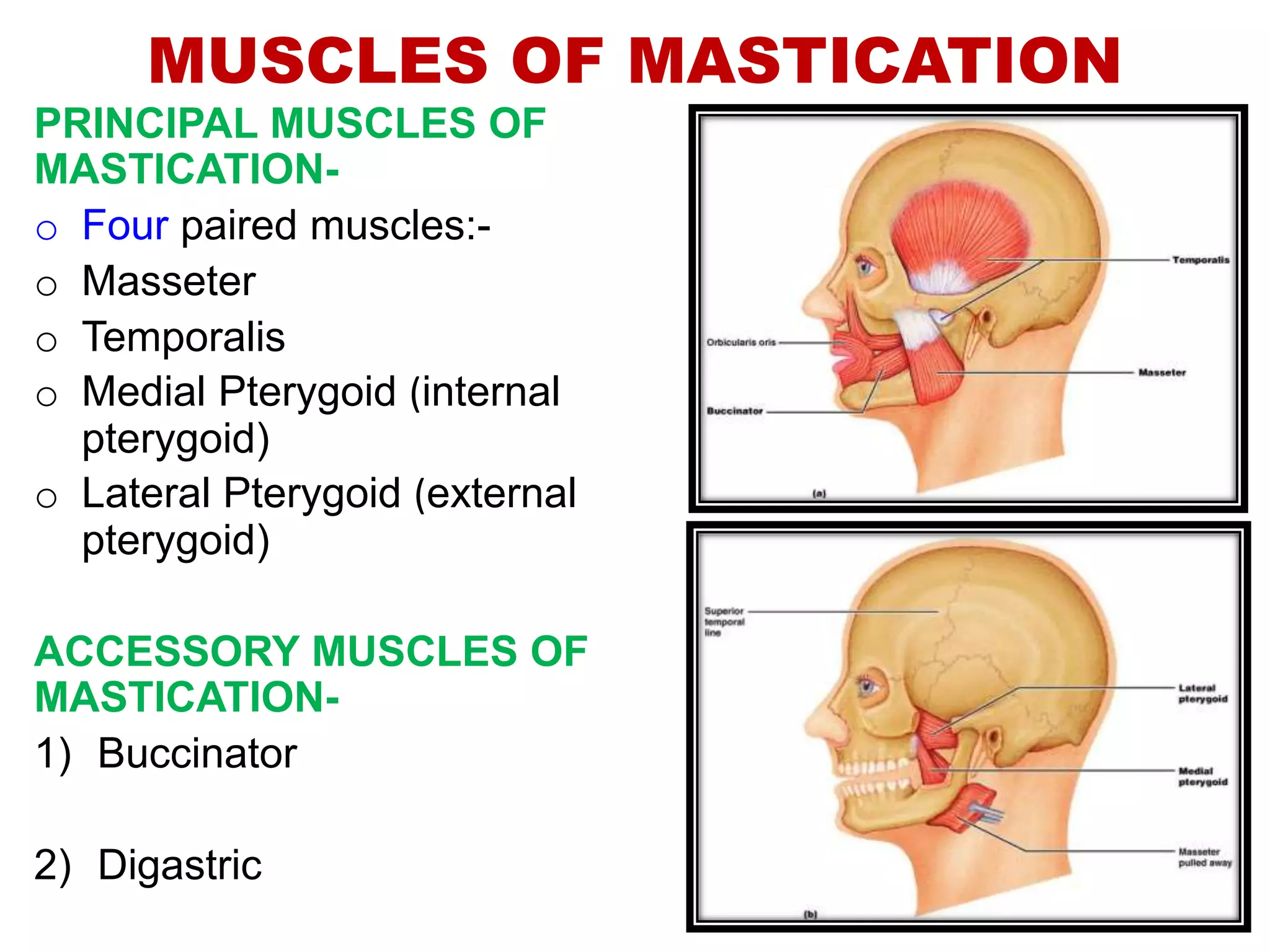 muscles_of_mastication.pptx