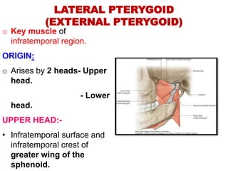 LATERAL PTERYGOID
(EXTERNAL PTERYGOID)
o Key muscle of
infratemporal region.
ORIGIN:
o Arises by 2 heads- Upper
head.
- Lower
head.
UPPER HEAD:-
• Infratemporal surface and
infratemporal crest of
greater wing of the
sphenoid.
 