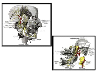 muscles_of_mastication.pptx