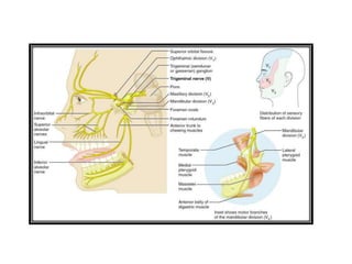muscles_of_mastication.pptx