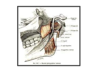 muscles_of_mastication.pptx