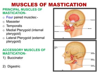 MUSCLES OF MASTICATION
PRINCIPAL MUSCLES OF
MASTICATION-
o Four paired muscles:-
o Masseter
o Temporalis
o Medial Pterygoid (internal
pterygoid)
o Lateral Pterygoid (external
pterygoid)
ACCESSORY MUSCLES OF
MASTICATION-
1) Buccinator
2) Digastric
 