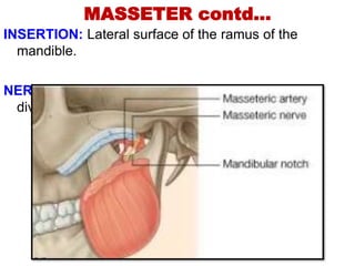 MASSETER contd…
INSERTION: Lateral surface of the ramus of the
mandible.
NERVE SUPPLY: Masseteric branch of anterior
division of mandibular nerve.
 