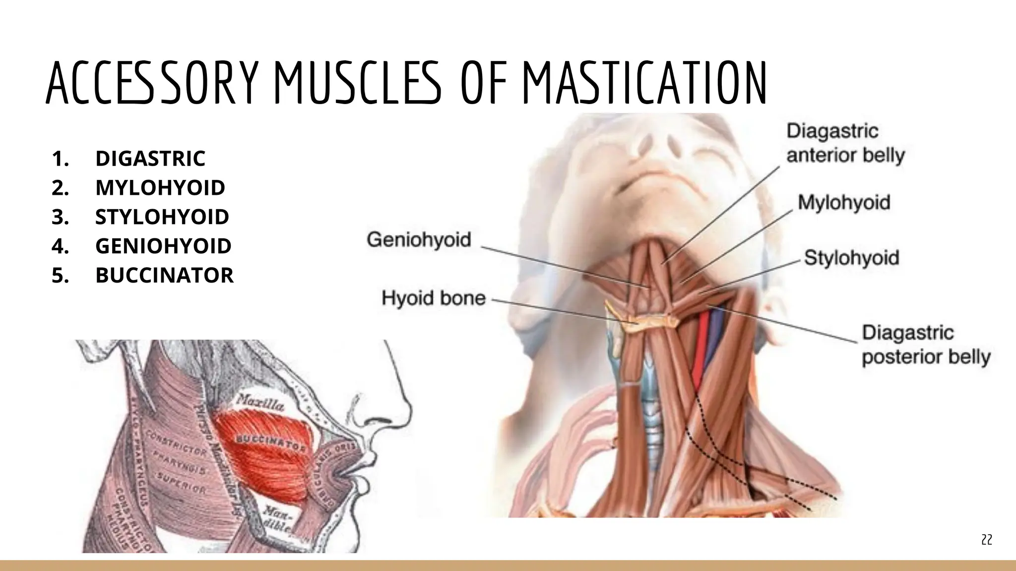 Primary and Accessory Muscles of Mastication | PDF