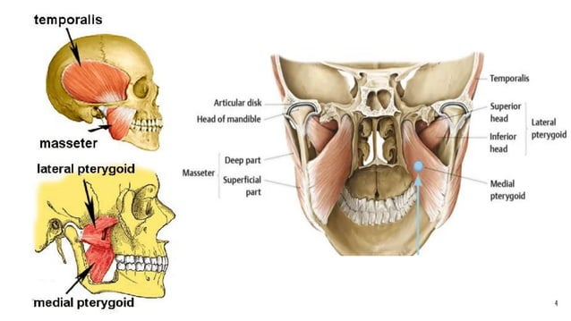 Extra Accessory Muscle Primary and Accessory Muscles of Mastication | PDF