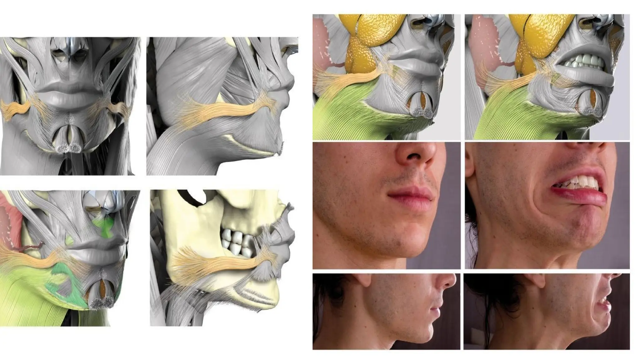 Muscle of facial expression, Muscle of mastication & TMJ | PPTX