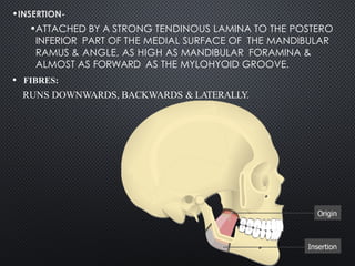 Strong Ramus MUSCLES OF MASTICATION .pptx presentation | PPTX