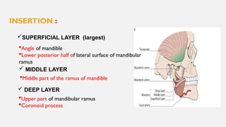 MUSCLES. OF MASTICATION | PPTX