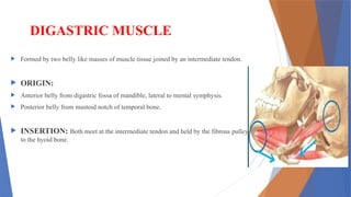 Comprehensive Overview of Muscles of Mastication and Their Orthodontic ...