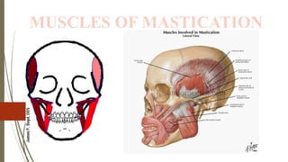 muscles of mastication contraction produced | PPTX