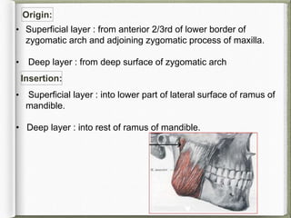 Muscles of mastication 1:10:19 | PPTX