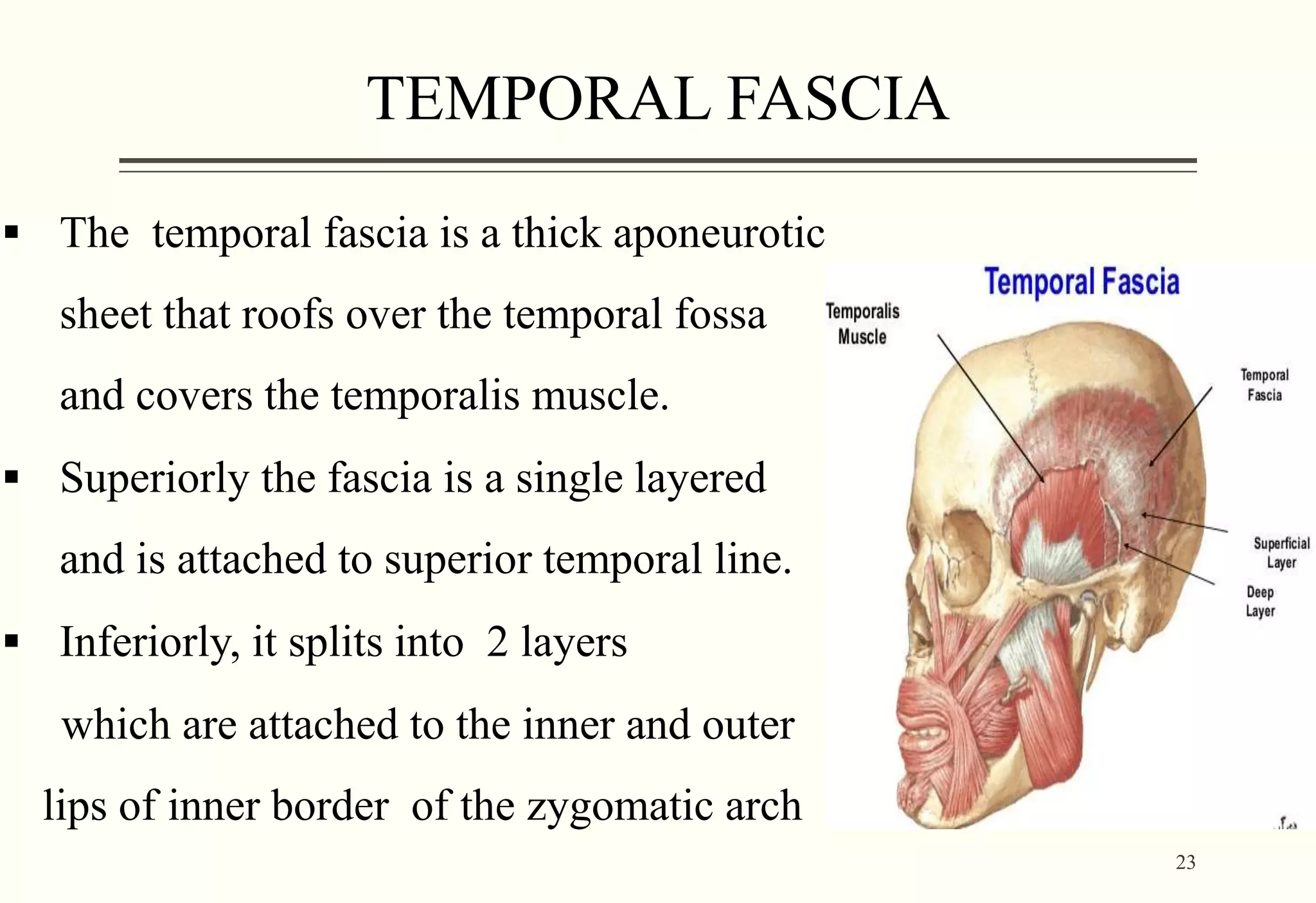 Muscles of mastication and facial expression. | PPTX