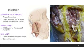 Muscles of mastication and its importance in complete | PPT
