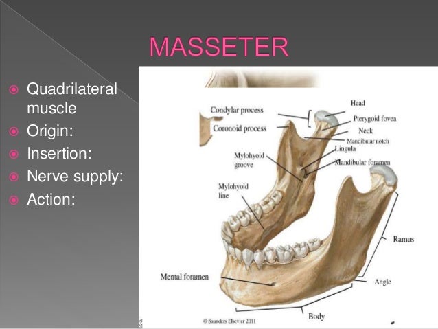 Muscles of mastication and maxillary artery