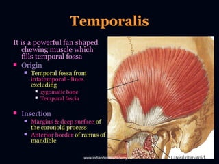 Muscle temporal (crotaphyte) : définition, rôle, schéma