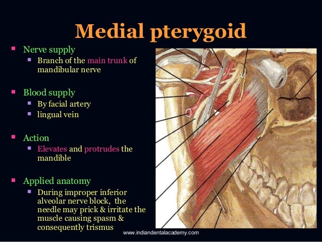 Muscles of mastication/prosthodontic courses