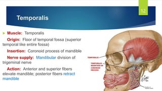 Temporal Muscle Function Muscles of Mastication by Dr. Rabia Inam Gandapore.pptx