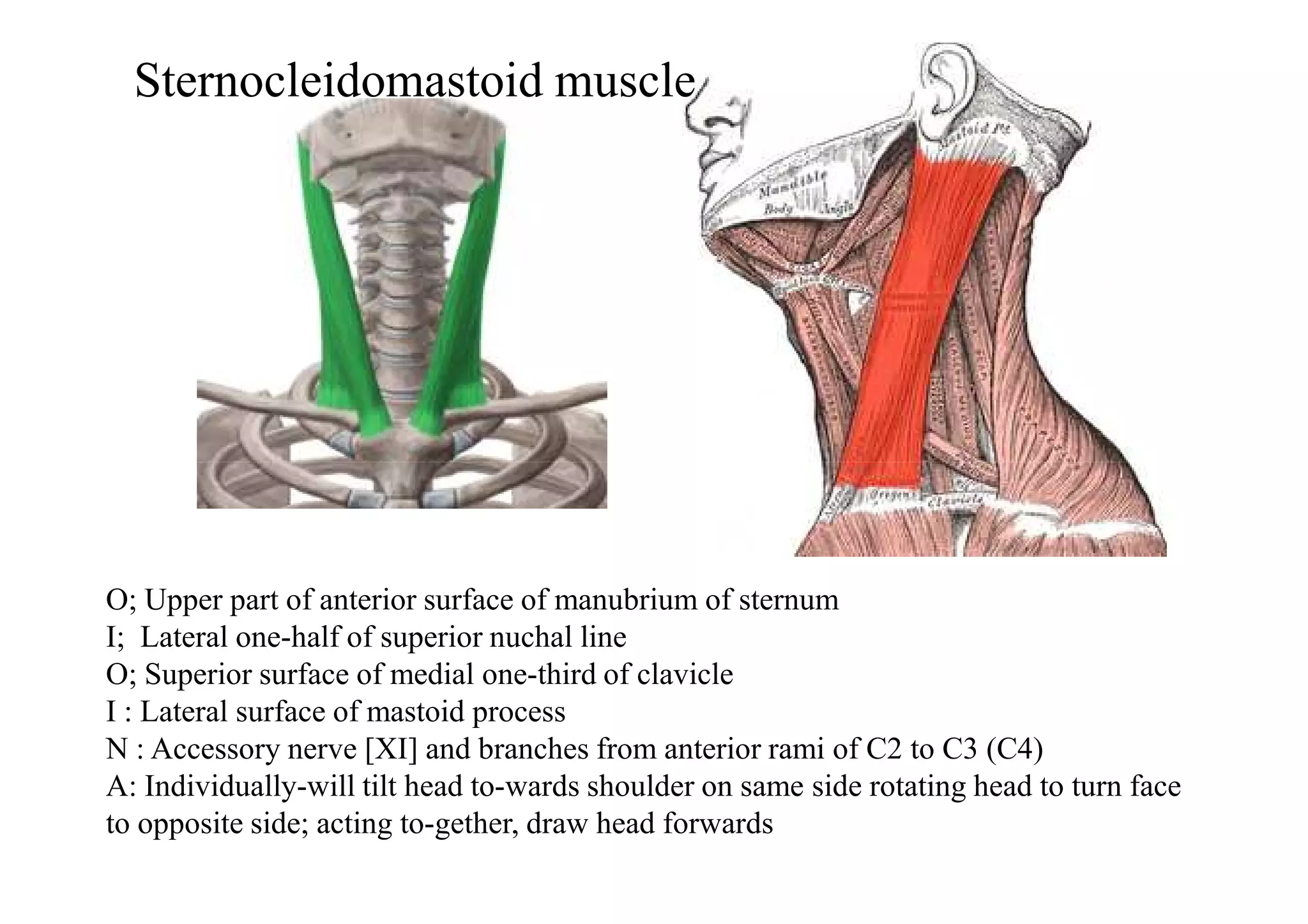 Sternocleidomastoid muscle
O; Upper part of anterior surface of manubrium of sternum
I; Lateral one-half of superior nuchal line
O; Superior surface of medial one-third of clavicle
I : Lateral surface of mastoid process
N : Accessory nerve [XI] and branches from anterior rami of C2 to C3 (C4)
A: Individually-will tilt head to-wards shoulder on same side rotating head to turn face
to opposite side; acting to-gether, draw head forwards
 