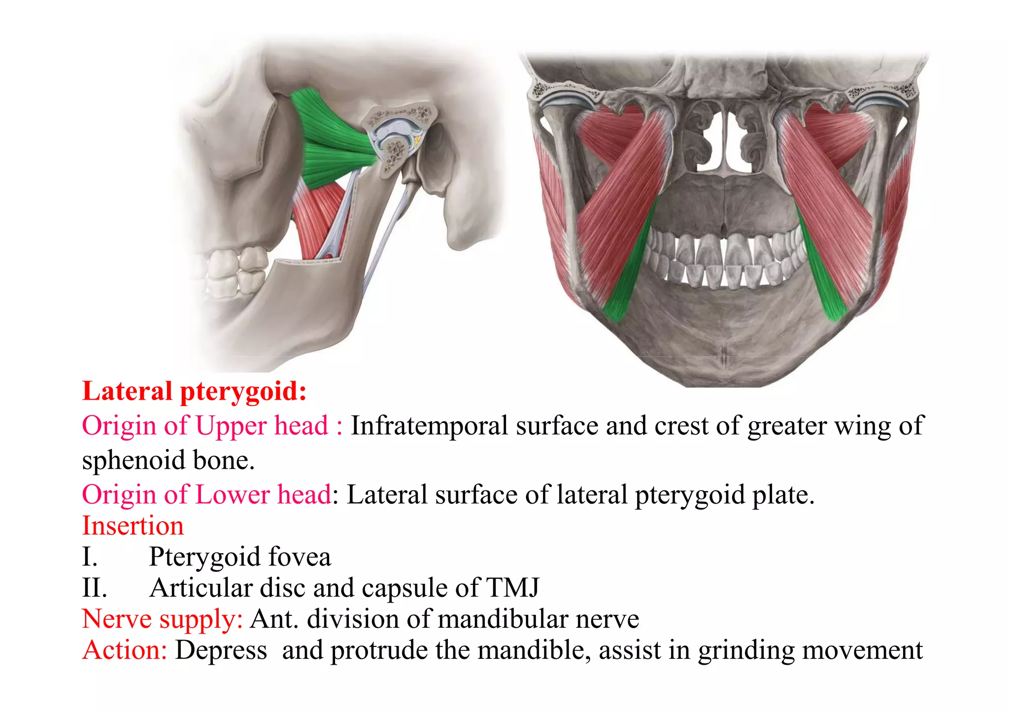 Lateral pterygoid:
Origin of Upper head : Infratemporal surface and crest of greater wing of
sphenoid bone.
Origin of Lower head: Lateral surface of lateral pterygoid plate.
Insertion
I. Pterygoid fovea
II. Articular disc and capsule of TMJ
Nerve supply: Ant. division of mandibular nerve
Action: Depress and protrude the mandible, assist in grinding movement
 