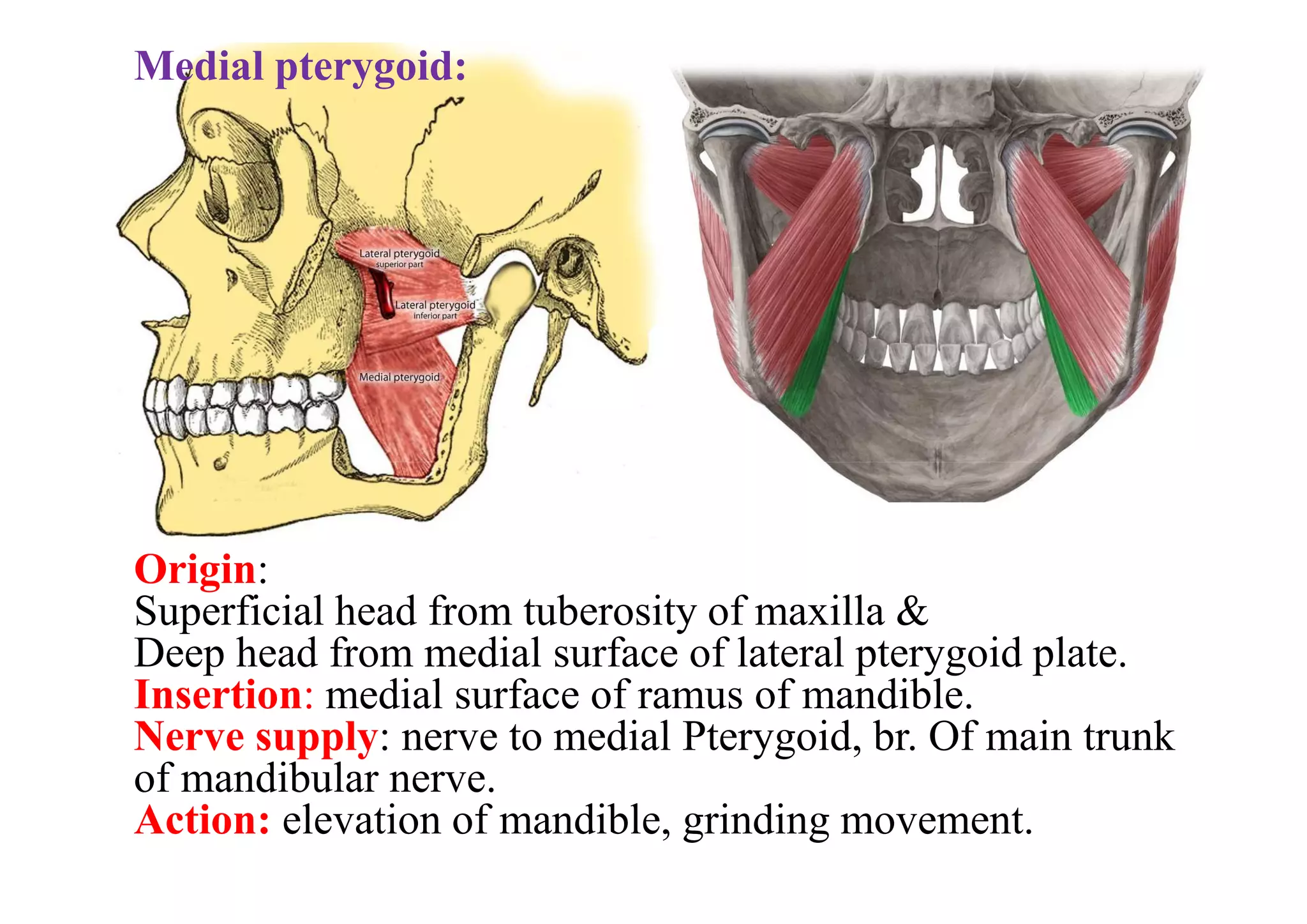 Medial pterygoid:
Origin:
Superficial head from tuberosity of maxilla &
Deep head from medial surface of lateral pterygoid plate.
Insertion: medial surface of ramus of mandible.
Nerve supply: nerve to medial Pterygoid, br. Of main trunk
of mandibular nerve.
Action: elevation of mandible, grinding movement.
 