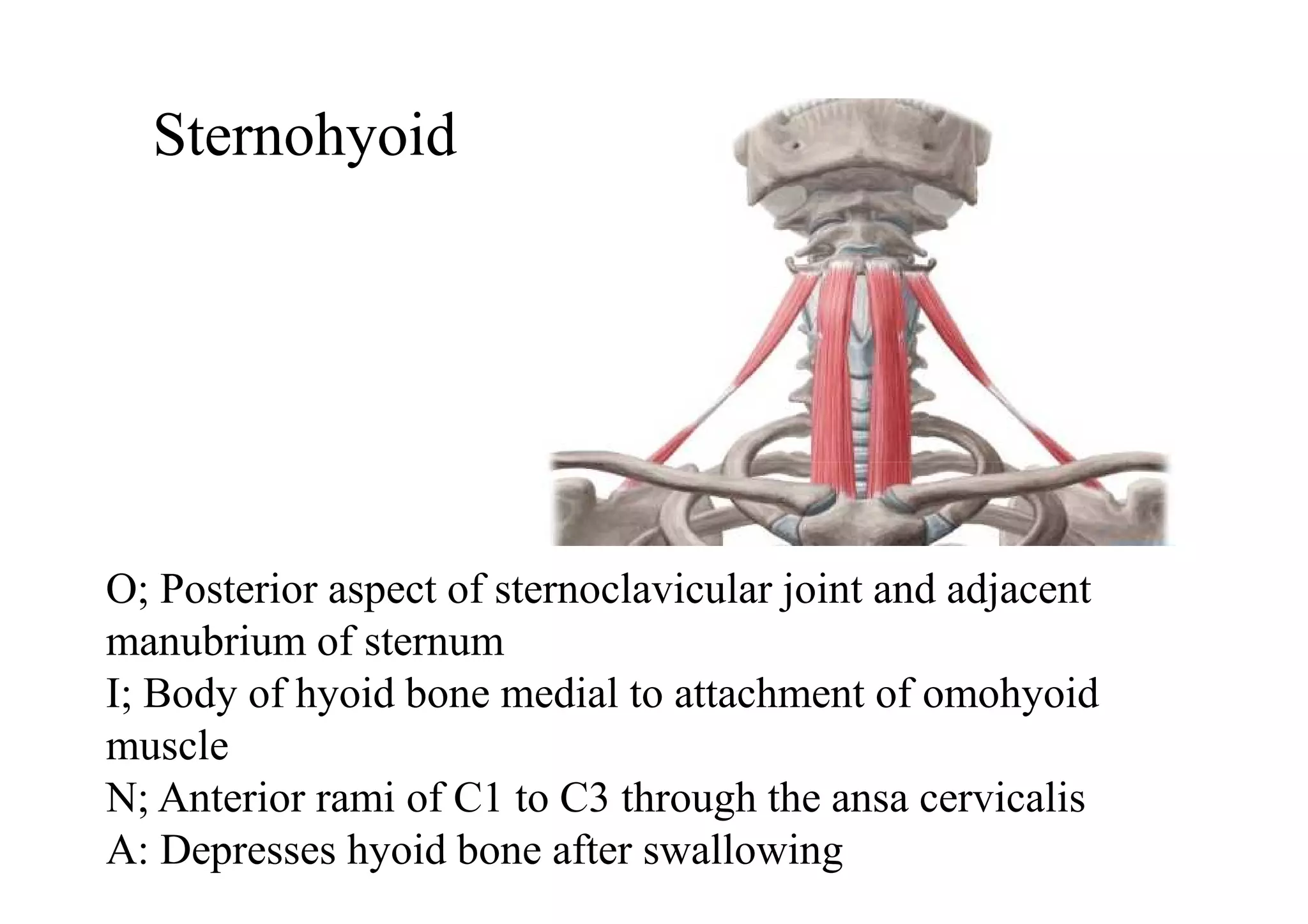 Sternohyoid
O; Posterior aspect of sternoclavicular joint and adjacent
manubrium of sternum
I; Body of hyoid bone medial to attachment of omohyoid
muscle
N; Anterior rami of C1 to C3 through the ansa cervicalis
A: Depresses hyoid bone after swallowing
 