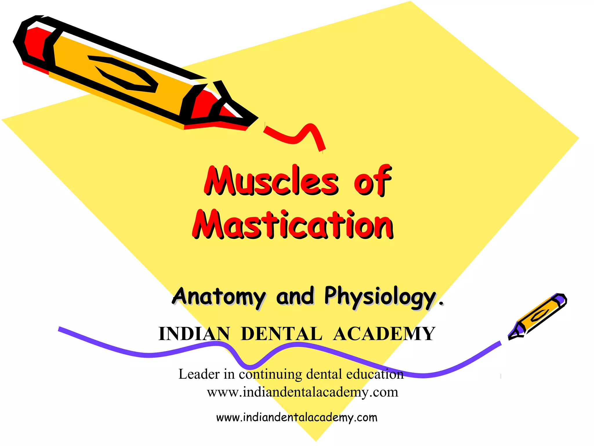 Muscles of mastication/ orthodontics courses in india PPT