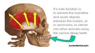 Mastication Process MUSCLES OF MASTICATION and chewing cycle | PPTX