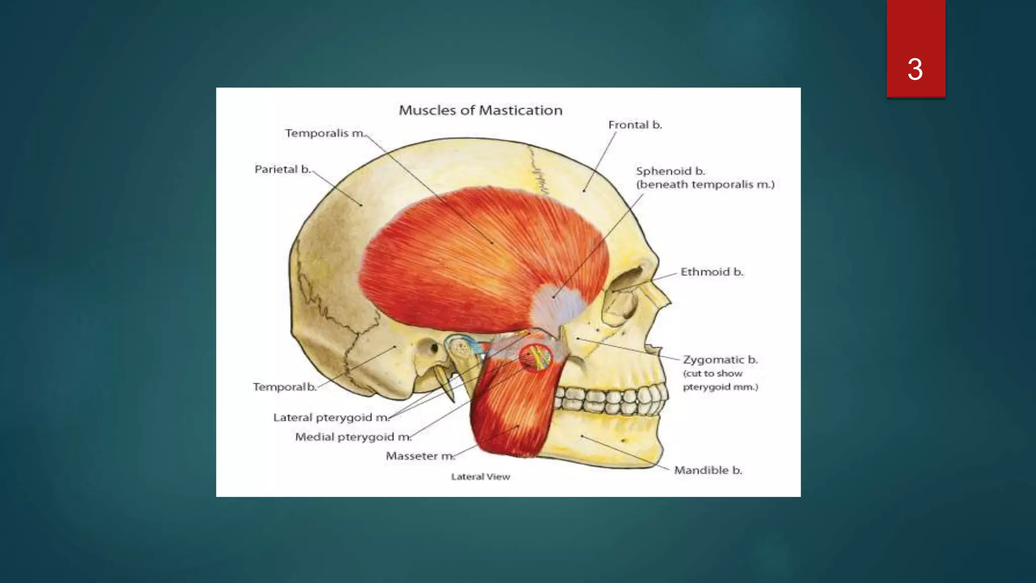 Muscles of mastication ppt | PPTX
