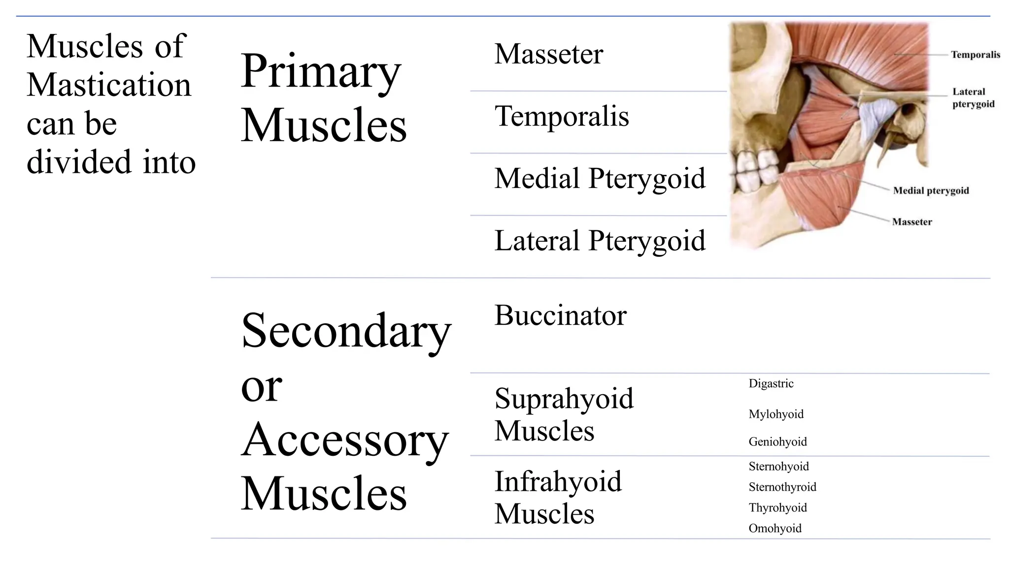 Muscles Of Mastication Ppt