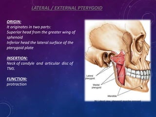 LATERAL / EXTERNAL PTERYGOID
ORIGIN:
It originates in two parts:
Superior head from the greater wing of
sphenoid
Inferior head the lateral surface of the
pterygoid plate
INSERTION:
Neck of condyle and articular disc of
TMJ.
FUNCTION:
protraction
 