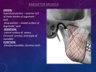 MASSETER MUSCLE
ORIGIN:
Superficial portion – anterior 2/3
of lower border of zygomatic
arch
Deep portion – medial surface of
Zygomatic arch
INSERTION:
Lateral surface of ramus,
Coronoid process, and angle of
mandible
FUNCTION:
Elevates mandible, clenches teeth
 