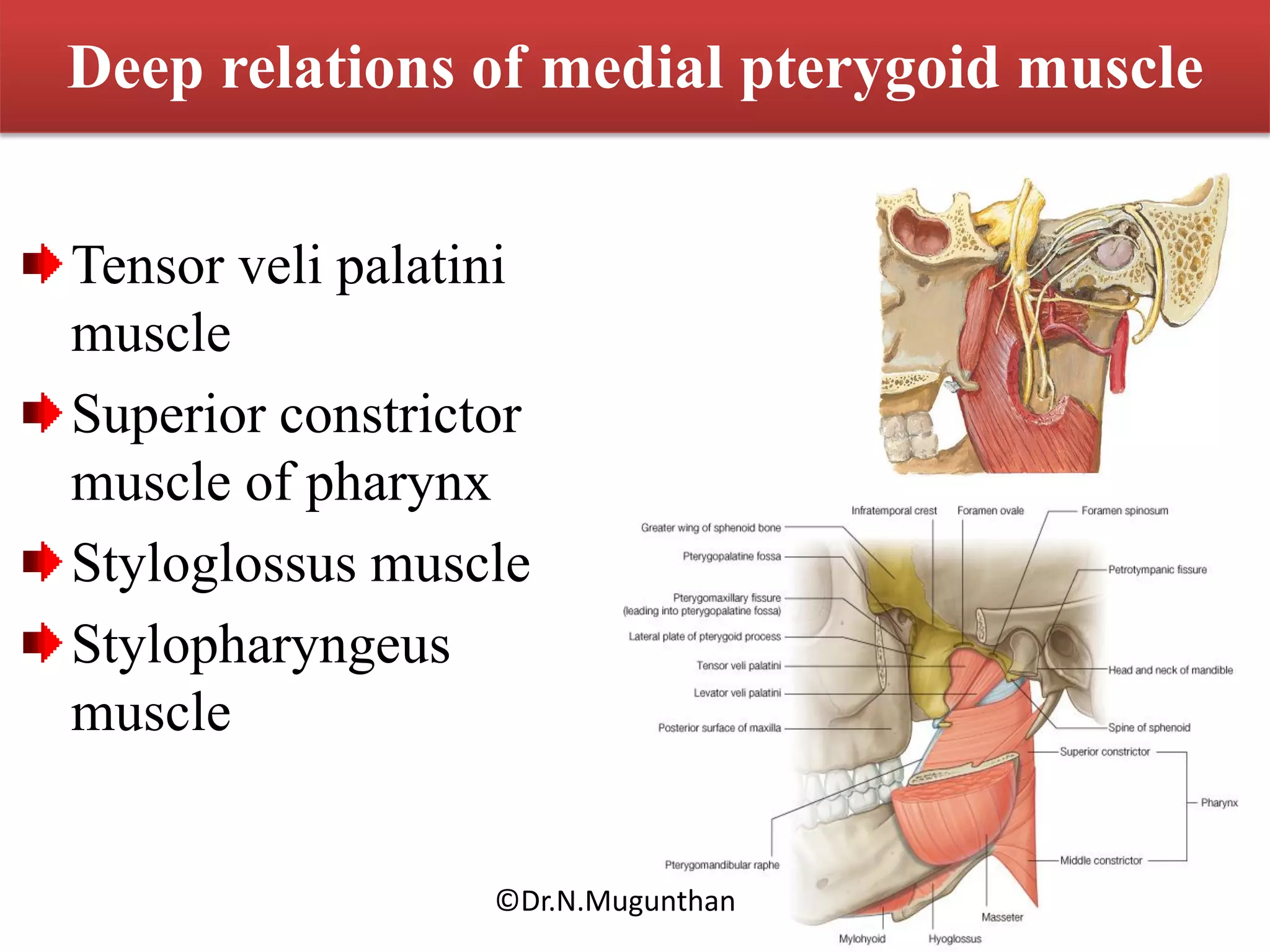 Muscles of mastication & TMJ Dr.N.Mugunthan | PDF