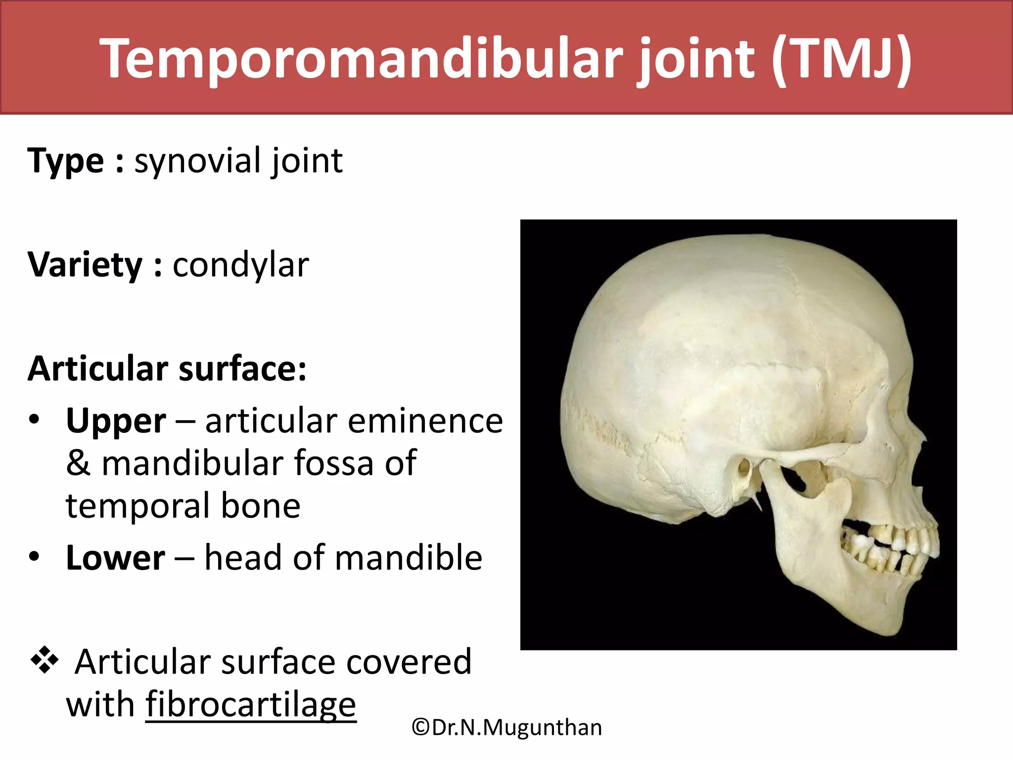 Muscles of mastication & TMJ Dr.N.Mugunthan | PDF