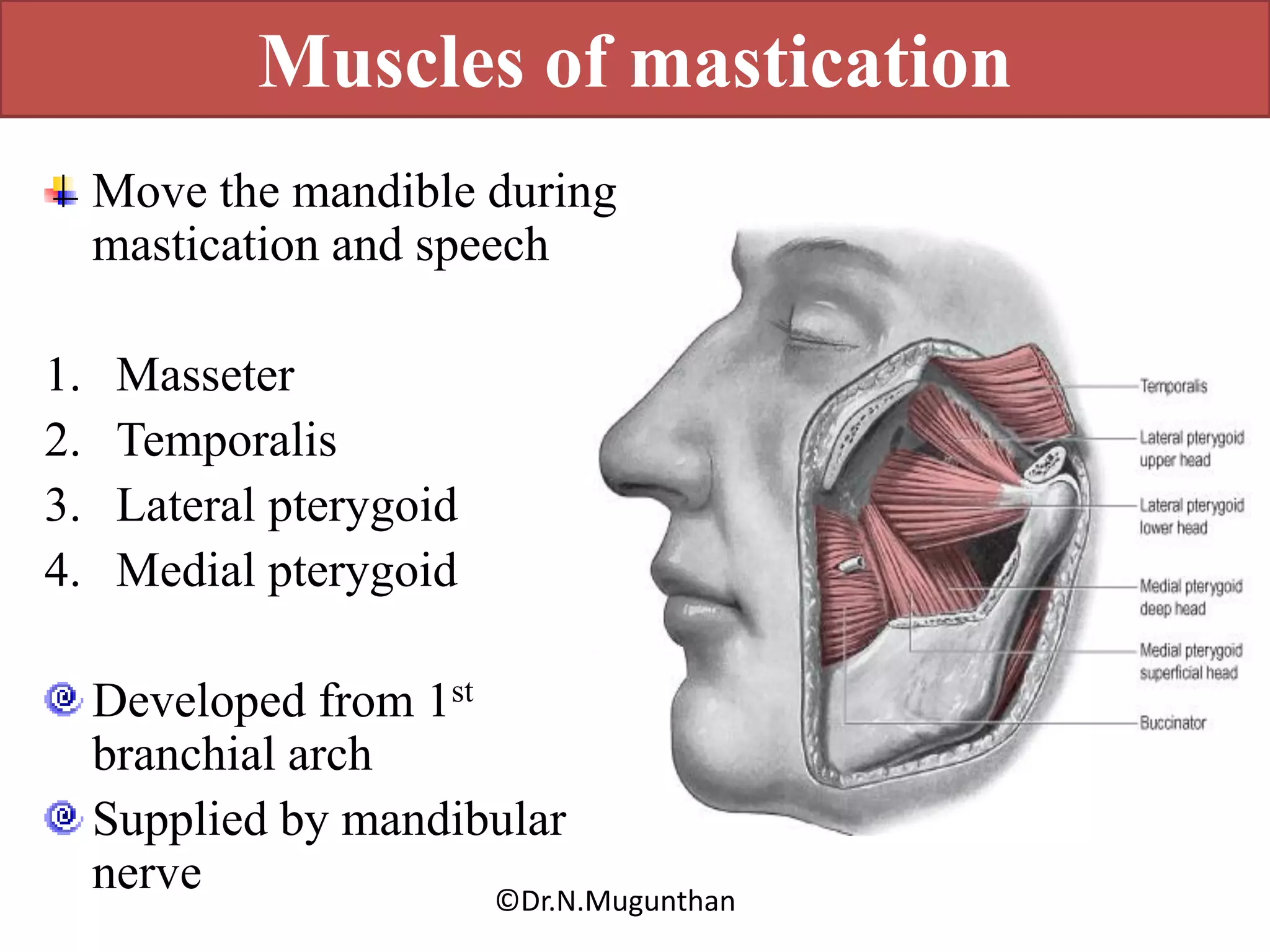 Muscles of mastication & TMJ Dr.N.Mugunthan | PDF