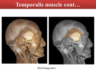 Muscles of mastication & TMJ Dr.N.Mugunthan | PDF