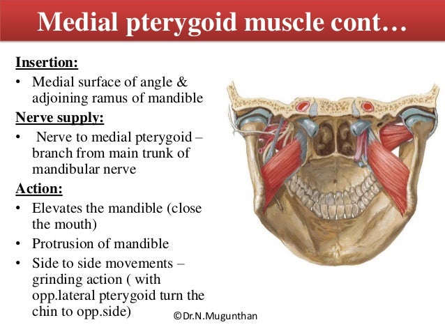 Muscles of mastication & TMJ Dr.N.Mugunthan