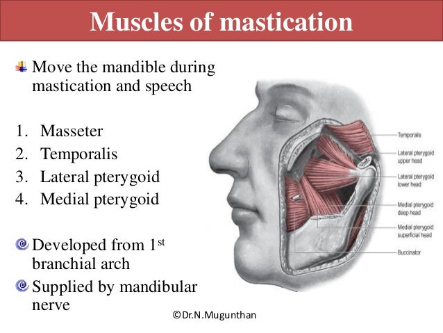Head and neck | DentMistry