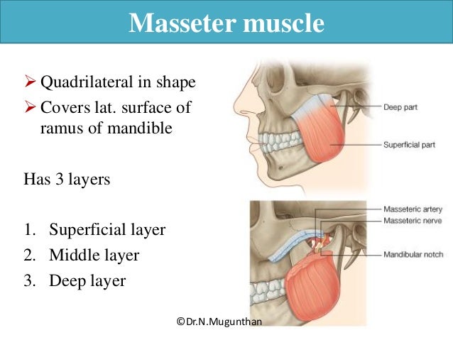 muscles of mastication