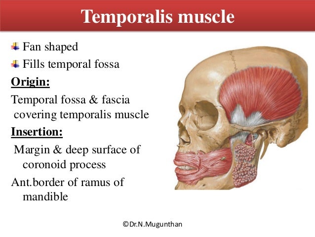 Muscles of mastication & TMJ Dr.N.Mugunthan