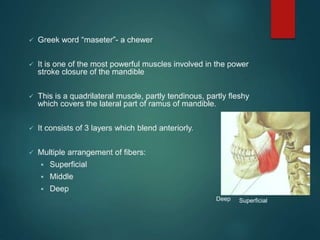 Muscles of mastication face and head and neck alignment attachment ppt ...