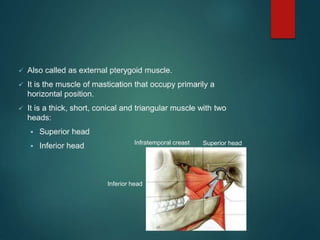 Muscles of mastication face and head and neck alignment attachment ppt ...