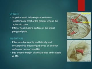 Muscles of mastication face and head and neck alignment attachment ppt ...